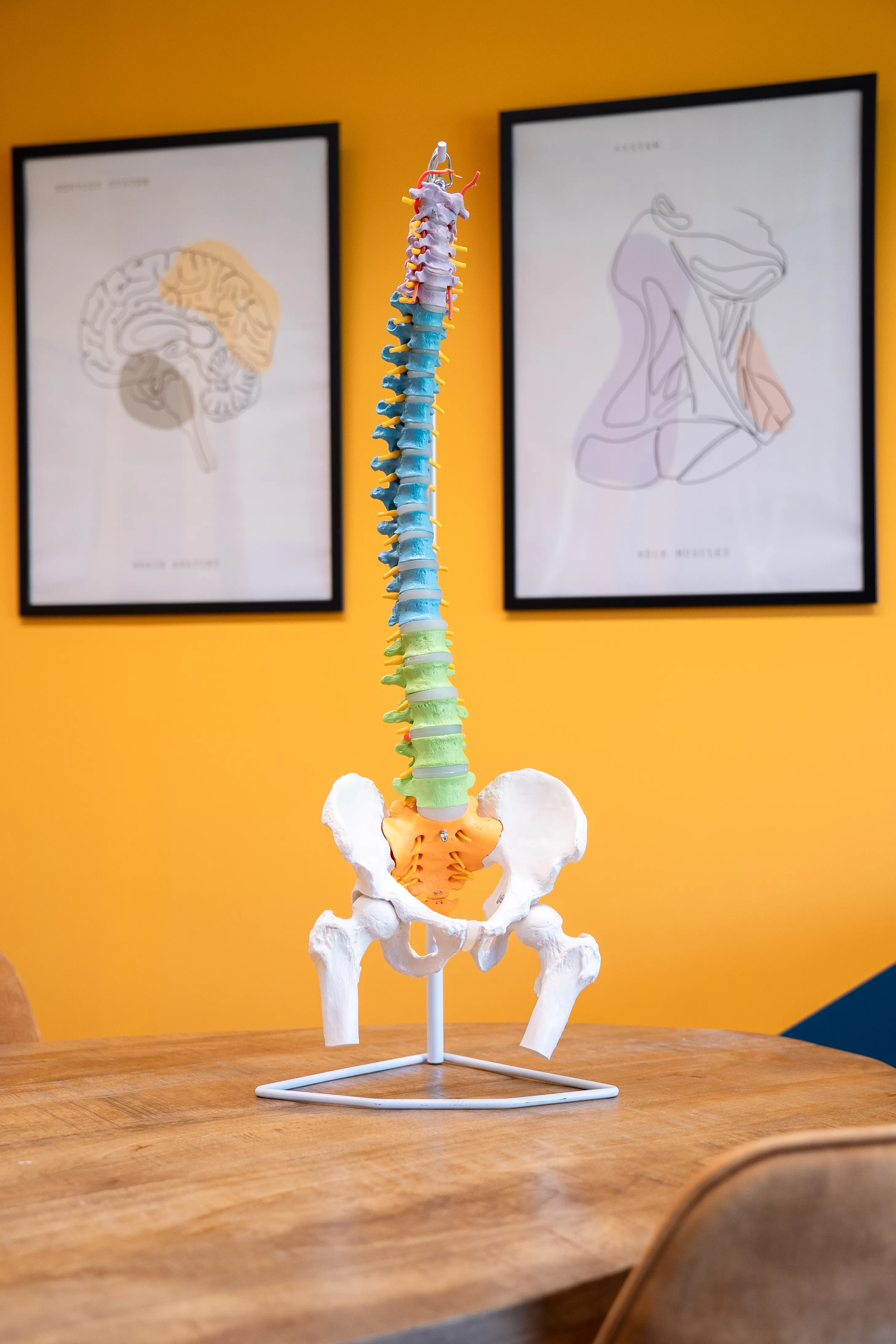 Anatomisch model van de wervelkolom en het bekken in de praktijk van Robin van Hoof